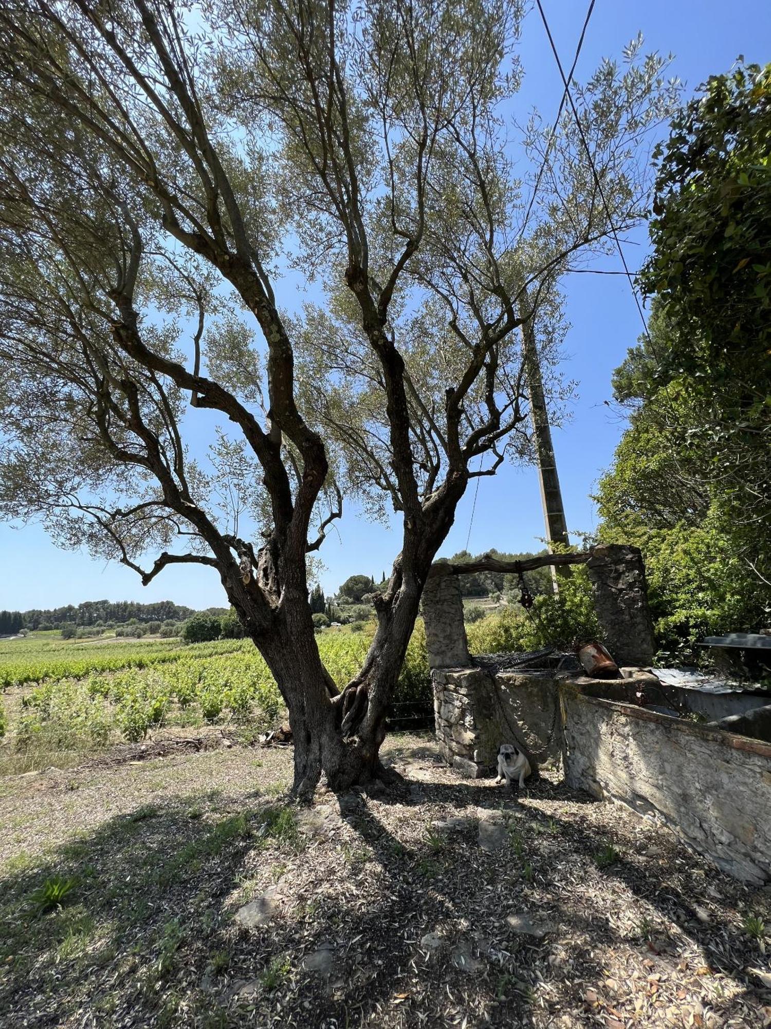 Le Mas Golie Le Castellet  Esterno foto